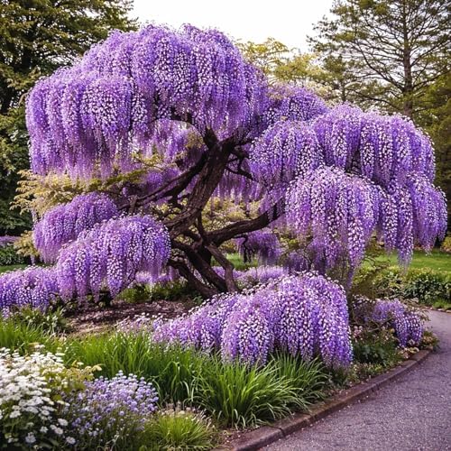 Wisteria Live Plants 1–2 Ft Tall – Flowering Wisteria Vine (Wisteria Floribunda) – Fast Growing Climbing Plant for Garden, Trellis, Pergola & Bonsai Training (5 Plants) by CZGrain