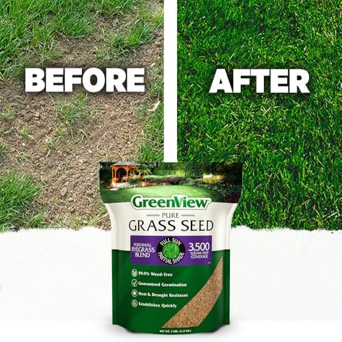GreenView Pure Grass Seed Perennial Ryegrass Blend, 3 lb. Bag - Image 5
