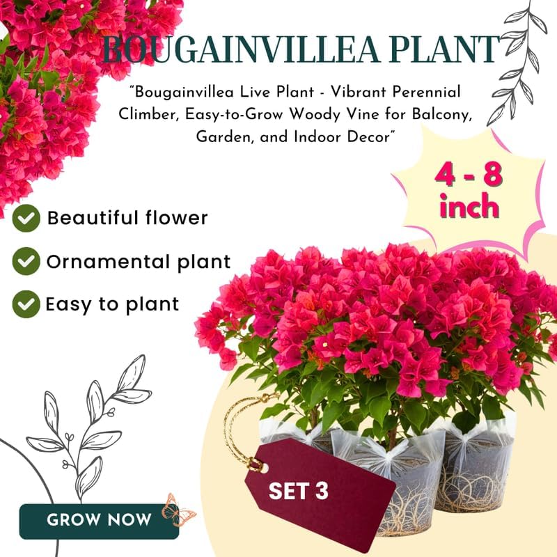 3 Pink Magenta Bougainvillea Plants Live, Tropical Climbing Vine, 4-8" Tall - Image 6