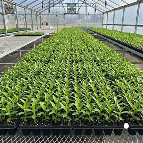 2 Pink Milkweed Live Plants, Asclepias Tuberosa Perennial, 4-7 Inch Tall - Image 4