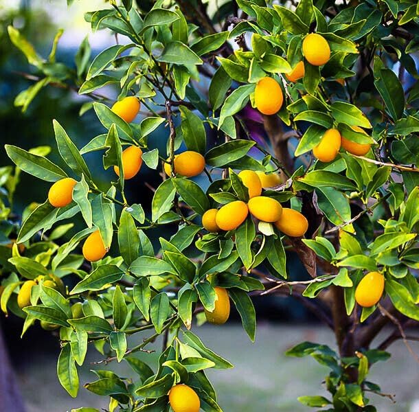 Nagami Kumquat Tree - 2-5 Inch Tall Live Plant - Potted Seedling - Orange Citrus Fruit Plant - Fortunella Margarita - Image 3