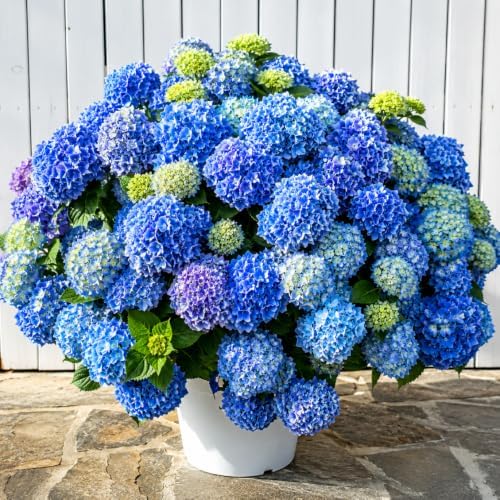 Blue Pink Hydrangea Flower Live Plant, 5-11 Inch Tall - Image 3