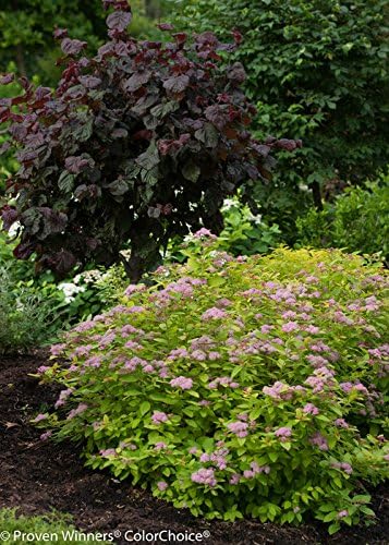 Proven Winners - Spiraea jap. Double Play Big Bang (Spirea) Shrub, large pink flw., #3 - Size Container - Image 5