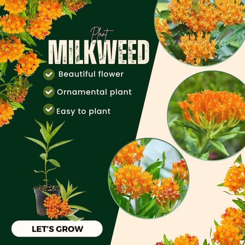 4 Orange Milkweed Asclepias Live Plants, Native Flower Plant, 4-9 Inch Tall - Image 5