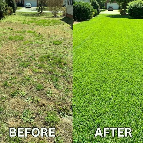 50000 Zoysia Grass Seeds for Planting, Indoor Outdoor Plant - Image 5