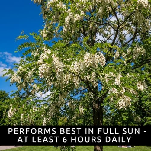 100 Black Locust Seeds | Robinia Pseudoacacia Flowering Tree Seeds - Image 5
