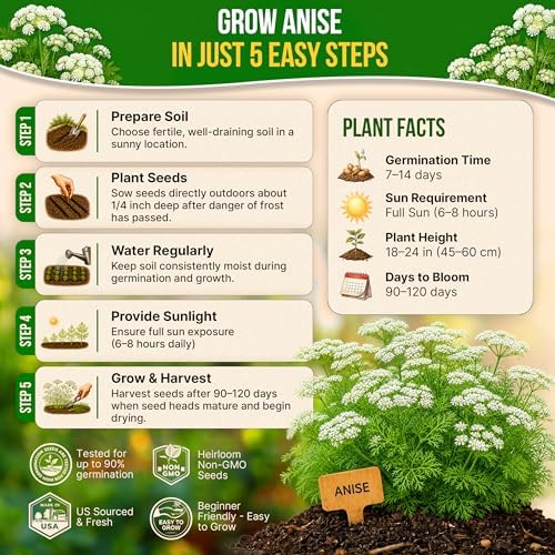 Anise Seeds Pack 5G - Over 1800 Non-GMO Heirloom Anise Seeds for Planting Herbs in Individual Seed Packet, Herbs Seeds for Planting Home Garden Indoor & Outdoor Gardening - Image 6