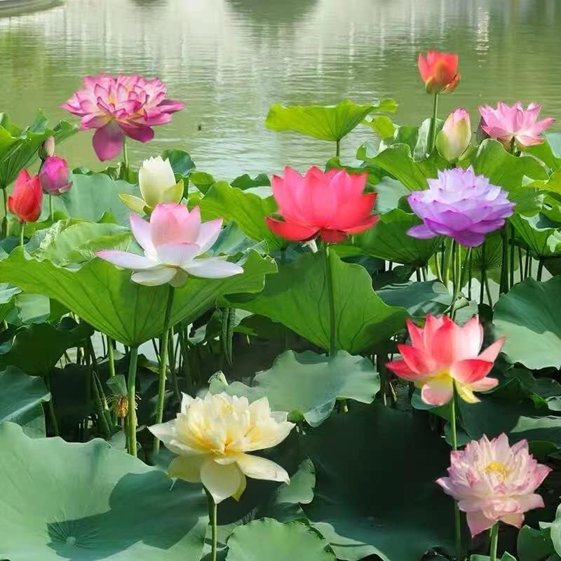 12pcs Bowl Lotus Seeds for Planting - Bonsai Lotus Seeds, Water Lily Flower, Aquatic Plants, Ideal for Ponds, Non-GMO Home Garden Plant Seeds, Flowering Aquatic Bonsai - Image 2