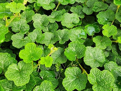 Greenwood Nursery: Live Ground-Cover Plants - Creeping Raspberry + Rubus Calycinoides - [Qty: 5X Pint Pot] - (Click for Other Available Plants/Quantities) by GreenwoodNursery