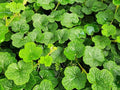 Greenwood Nursery: Live Ground-Cover Plants - Creeping Raspberry + Rubus Calycinoides - [Qty: 3X Pint Pot] - (Click for Other Available Plants/Quantities) by GreenwoodNursery