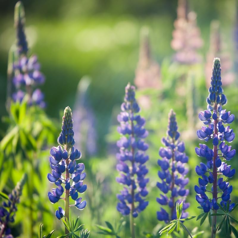 Wild Lupine Live Plant, 2-4" Tall in 3" Pot, Grow Robust, Easy to Care Vibrant Blue Flowers for Pollinator Gardens - Image 6