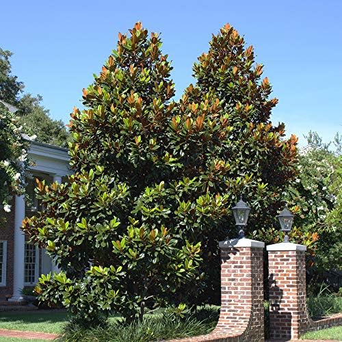 Perfect Plants Little Gem Magnolia Tree, 4-5 ft, Live Plant - Image 5