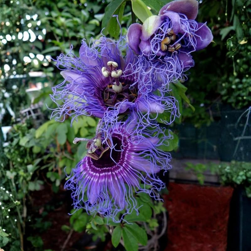 2 Purple Passiflora Plants, Colorful Passion Flower Vines, 4-7'' Tall - Image 3