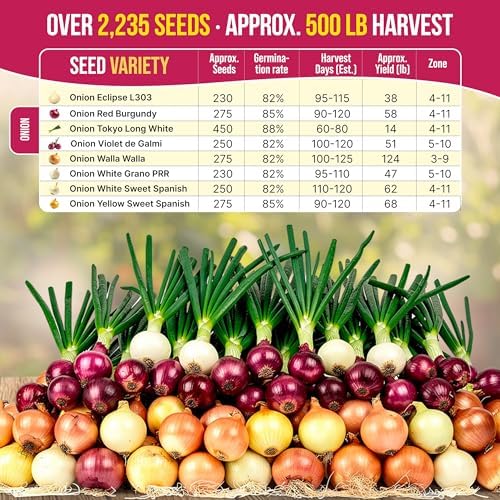 Organo Republic 8 Onion Seeds Variety Pack Heirloom, Non-GMO, Sets for Indoors, Outdoors Gardening. 2200+ Seeds: Walla Walla, Green Onion, Red Burgundy, White & Yellow Sweet Spanish Onions - Image 4
