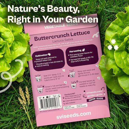 SVI 3000 Buttercrunch Lettuce Seeds (Lactuca Sativa) – Butter Lettuce Head Seed Packets Bulk – Heirloom Vegetable Seeds for Outdoor & Indoor Vegetable Garden, Containers - Image 2