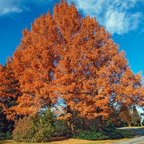 Redwood Tree Live 8-12" Tall in Quart Pot, Fast Growing Redwood Seedling, Low Maintenance, Hardy Ornamental Landscape Tree for Garden & Landscape - Image 3