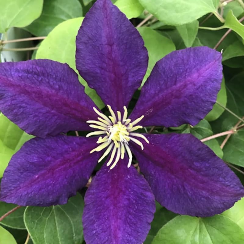 Purple Clematis Live Plant, 2.5" Pot, Fragrant Flowering Vine - Image 5