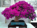 Japanese Bougainvillea Cherry Blossom Bonsai Tree, Pink Purple Flowering, 2 Packs of 20 Seeds for Planting Home or Garden Indoor Decorative Plant Limited Supply Order Now! by Unknown