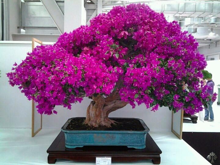 Japanese Bougainvillea Cherry Blossom Bonsai Tree, Pink Purple Flowering, 2 Packs of 20 Seeds for Planting Home or Garden Indoor Decorative Plant Limited Supply Order Now! by Unknown