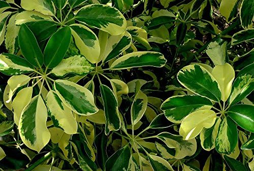 American Plant Exchange Variegated Schefflera Arboricola – 10-Inch Pot – Live Umbrella Plant with Colorful Foliage, Easy Care Shrub for Home, Office, or Garden Decor - Image 2