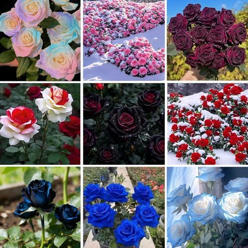 295+pcs Climbing Rose Seeds for Planting, Rose Hummingbirds Vine Flower Seeds, Heirloom Non-GMO Bloom Flowers Plants for Home Garden Outdoors Indoors - Image 7