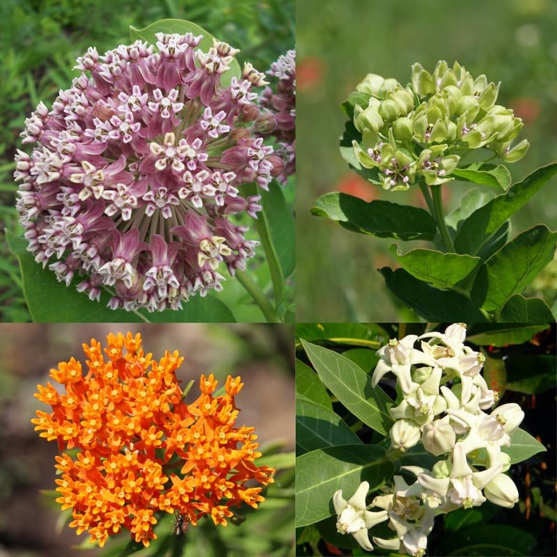 2 Mix Milkweed Plants, 5-8" Tall Butterfly Milkweed Plants - Image 5