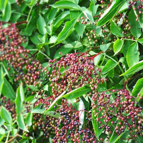 10 Black Elderberry Cuttings Bushes Live Plants, Berry Shrub, 6-8 Inch Tall - Image 6