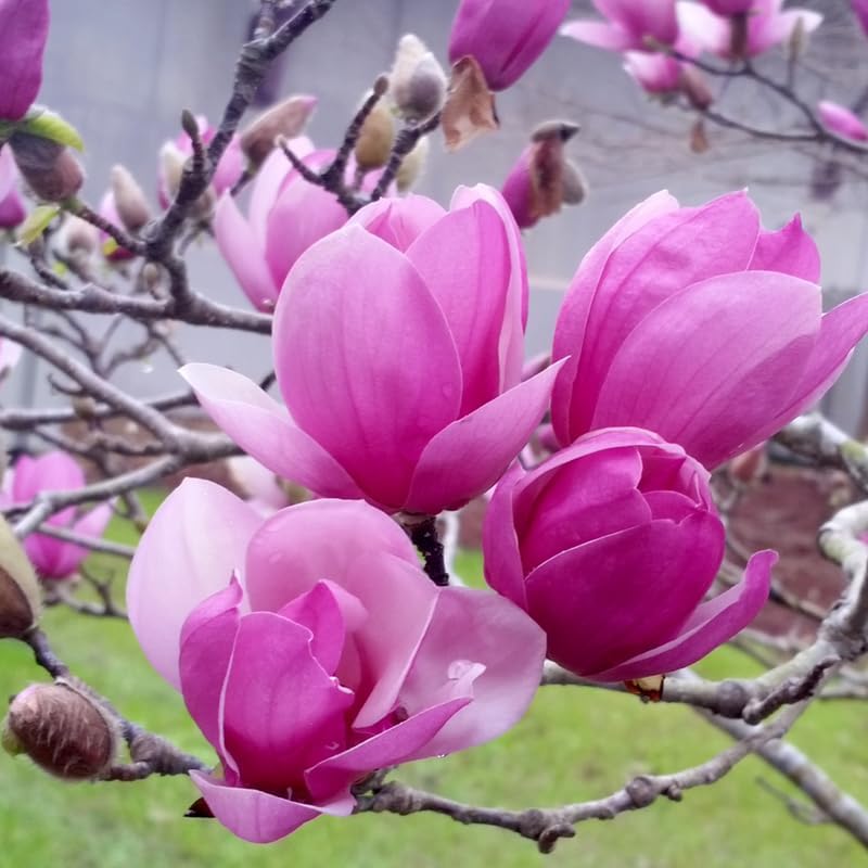 Saucer Magnolia Live Plant, 6-12 Inch Tall, 2.5 Inch Pot - Image 2