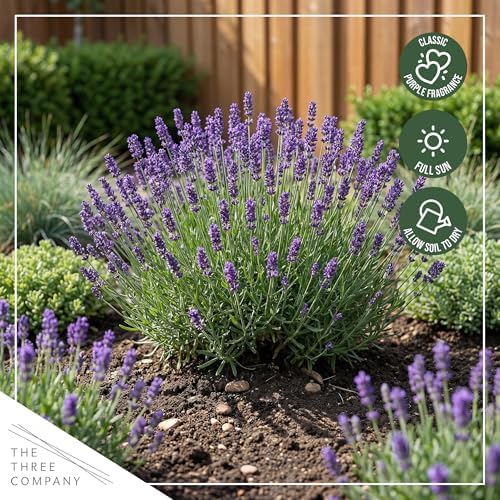 Lavender (2 Pack) - Purple Blooms, Live Fragrant & Aromatic Flowering Perennial, 10" Tall by 5" Wide in 1 Qt Pot - Image 7
