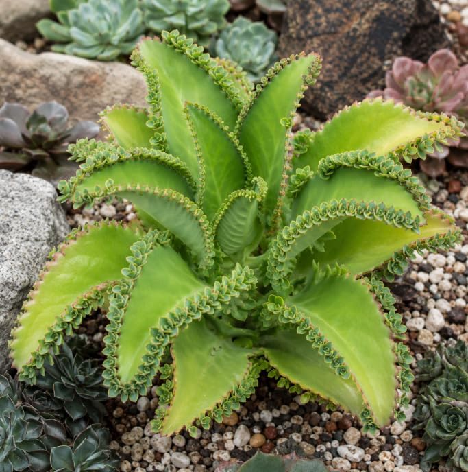 Kalanchoe Mother of Thousands Plant Live for Planting, Green Kalanchoe Succulent Plant for Indoor Outdoor in 2 Inch Pot - Image 5