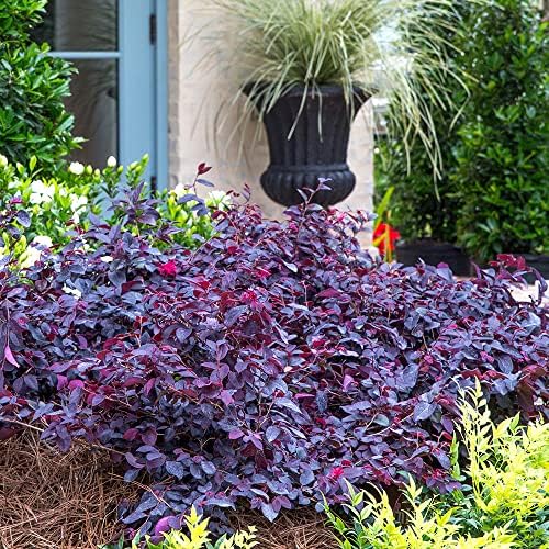Red Diamond Loropetalum (2.5 Quart) Flowering Evergreen Shrub with Purple Foliage - Full Sun to Part Shade Live Outdoor Plant - Southern Living Plants - Image 3