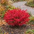 Dwarf Red Burning Bush Live Plant, Fall Color Shrub, 4 Inch Pot by Unknown