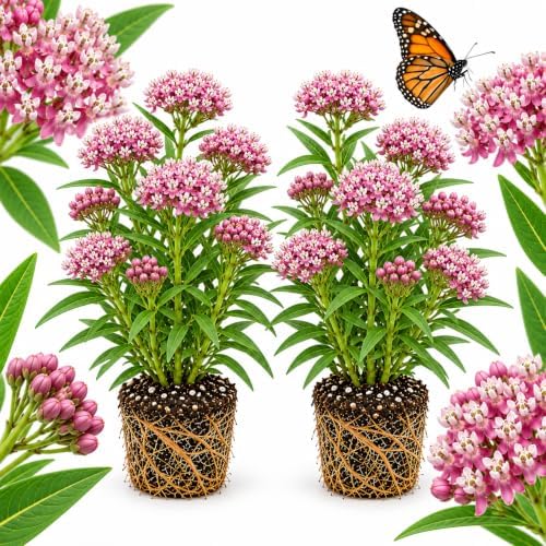 2 Live Milkweed Plant, Purple Swamp Milkweed Live Plant, 4-6 Inch Tall, Flowering Milkweed Plant for Outdoor Gardens, Easy to Grow by GINGERGLOW