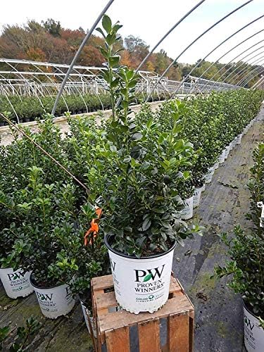 Proven Winners - Ilex x meserveae Castle Spire (Holly) Evergreen, , 2 - Size Container - Image 3