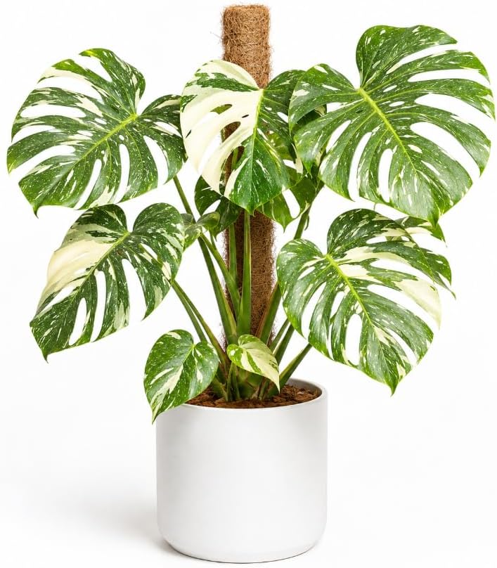 Variegated Monstera Live Plant, 4-7 Inches Tall, Philodendron Tropical Climbing Starter Houseplant for Indoor Pots, Shelves and Home Decor by Unknown