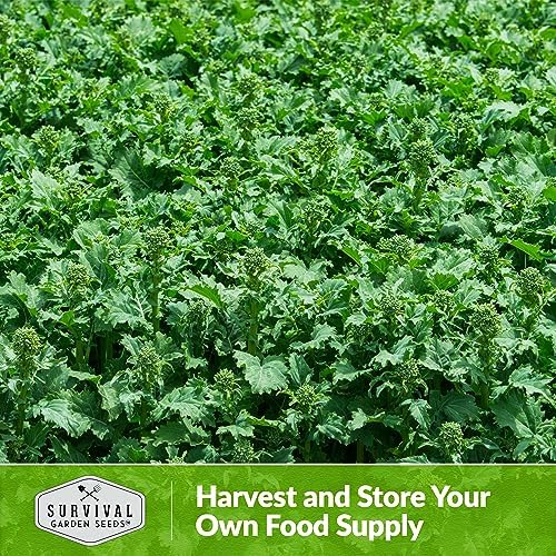 San Marzano Raab Broccoli Rabe Seeds for Planting (1 Pack) - Image 5