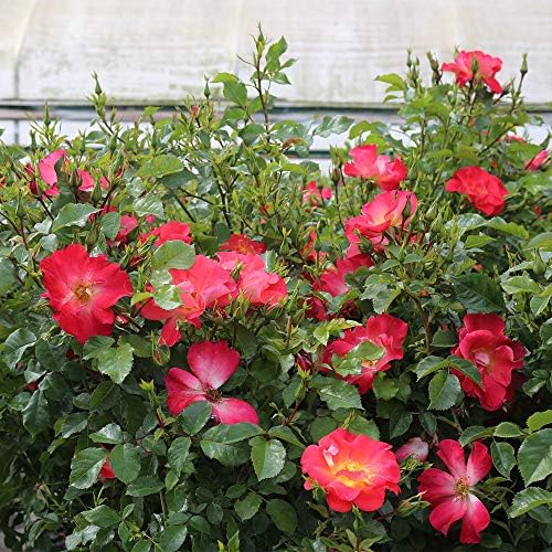 Heirloom Shrub Roses, Live Own Root Plant, Yabba Dabba Doo - Image 3