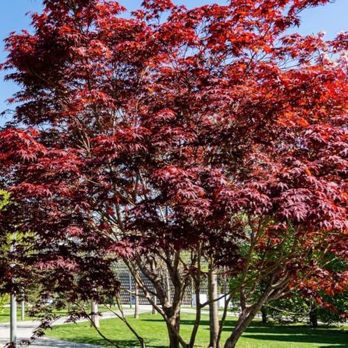 Emperor One Japanese Red Maple, Ornamental Value, Vibrant Red Foliage, Serrated Leaves, 1-2 ft Tree Height, 1 gal Nursery Pot (Due to Agricultural Laws, we Cannot Ship to CA, AZ, AK, or HI) - Image 2
