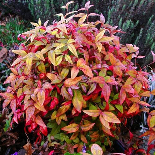 Dwarf Nandina Live Plant, Ornamental Landscape Shrub, 4" Pot - Image 2