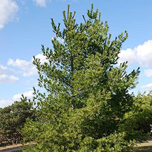 White Pine Live Tree Seedlings Plug | 6"-12" | Arbor Day Foundation - (Due to Agricultural Laws, Unavailable to AZ, CA, ID, ME, MT, OR or UT) (10-Pack) - Image 3
