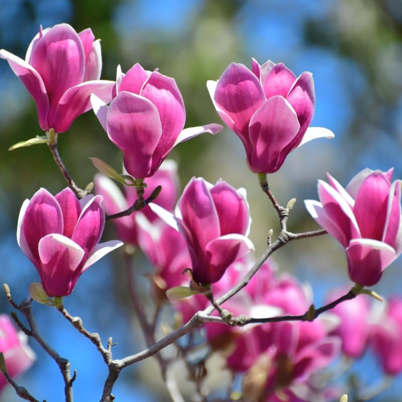 Ann Magnolia Tree Live Plant, Blooming Shrub, 4-8 Inch Tall - Image 3