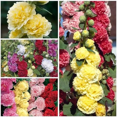 Seed Needs Flower Seeds to Plant Carnival Hollyhock Mix - Bulk Pack - Image 2