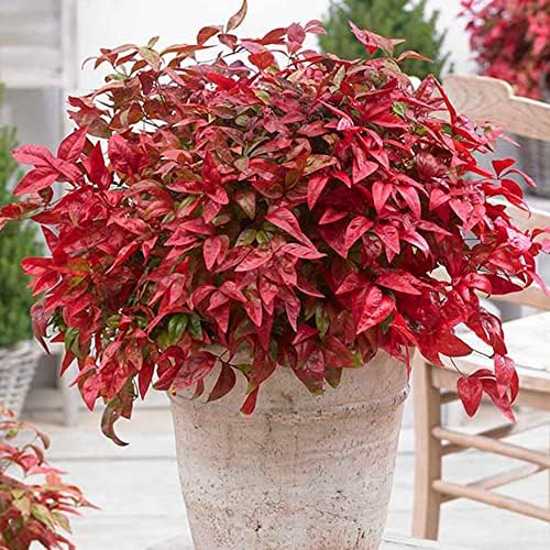 Southern Living Blush Pink Nandina, Live Evergreen Shrub, 3 Gallon - Image 5