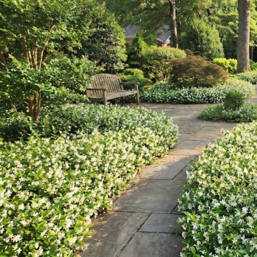 2 Asiatic Jasmine Live Plants, 3-6" Tall Fragrant Flower Plants - Image 5