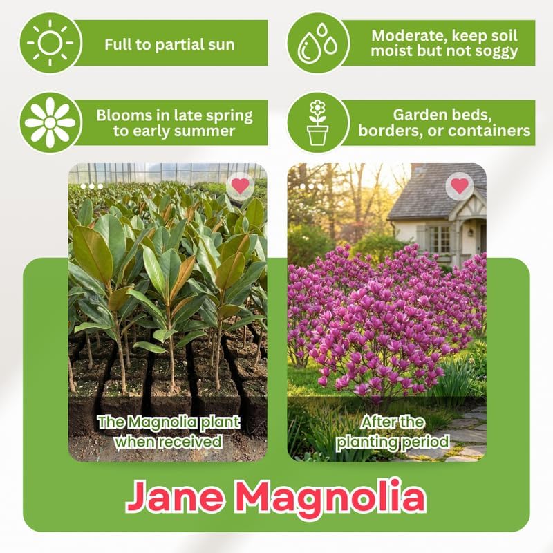 Jane Magnolia Flower Tree, Hardy Ornamental Flowering Plant, Gallon Pot - Image 3