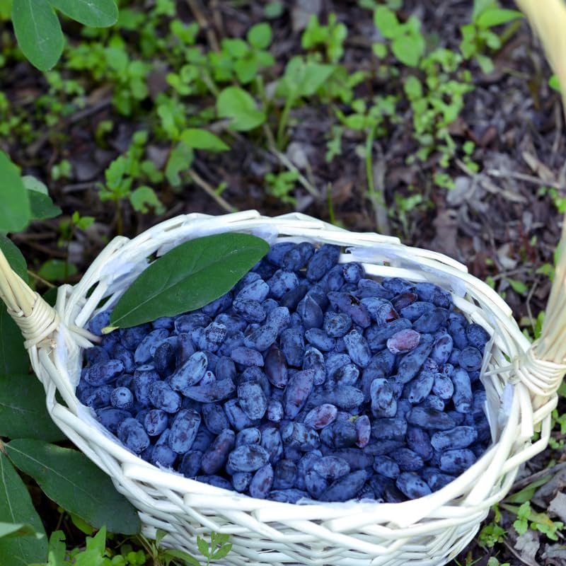 Live Blue Haskap Honeyberry Plant, 4 to 6 Inch Tall Honeyberry Plants - Image 2