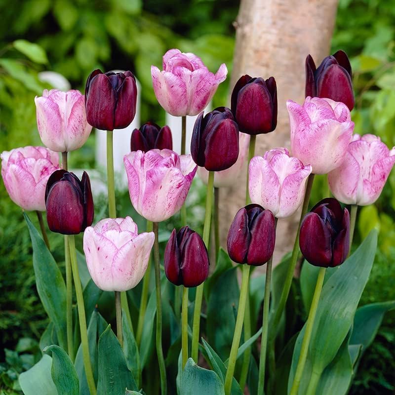 100 Tulip Mix Flower Bulb Box with Easy Carry Handle - Purple, Pink and White Mixed Colors - Weeks of Easy to Grow Flowers - Plant in Gardens, Containers & Flowerbeds - Planting Instructions Included - Image 4