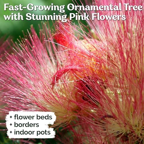 30 Mimosa Silk Tree Seeds (Albizia Julibrissin) – Pink Blooms, Drought Tolerant Flowering Trees, Attracts Pollinators – Great Both as Bonsai Tree Seeds for Indoor Garden & Outdoor Planting - Image 4