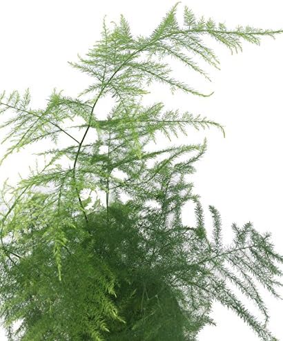 Fern Leaf Plumosus Asparagus Fern - 4" Pot - Easy to Grow - Great Houseplant - Image 3