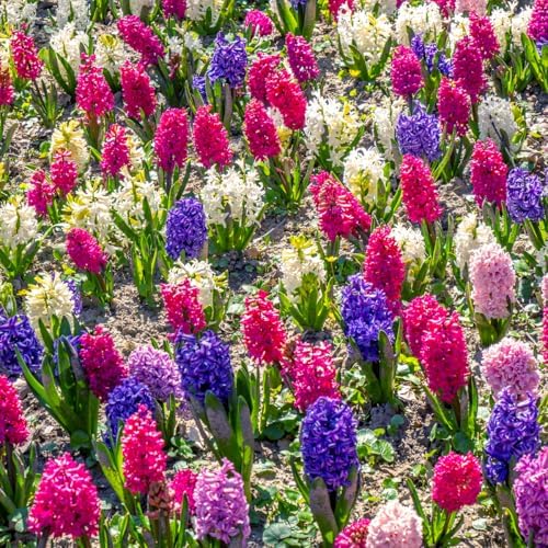 50 Mixed Hyacinth Bulbs – Fragrant Spring Flowers in Assorted Colors – Ideal for Beds & Containers – Bulk of Spring-Blooming Flowers – Easy Fall Planting - Plant in Gardens & Borders - Willard & May - Image 6
